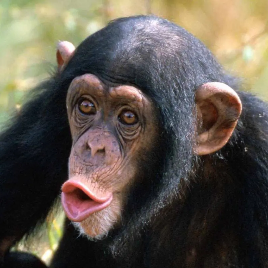 Simpanse，Ngamba Pulau Chimpanzee Sanctuary PNG
