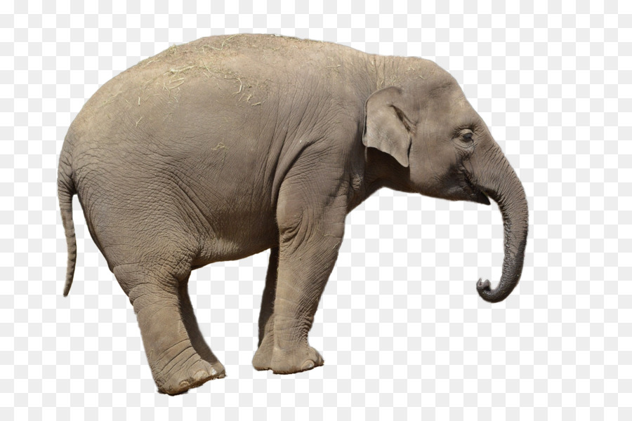 Gajah Afrika Bush，Harimau PNG