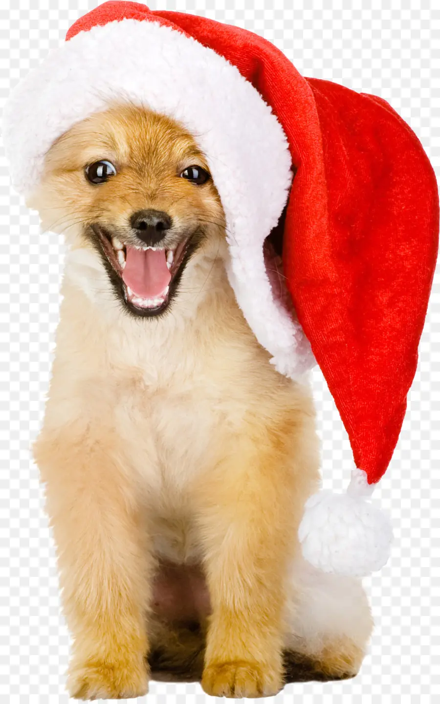 Anjing Dengan Topi Santa，Natal PNG