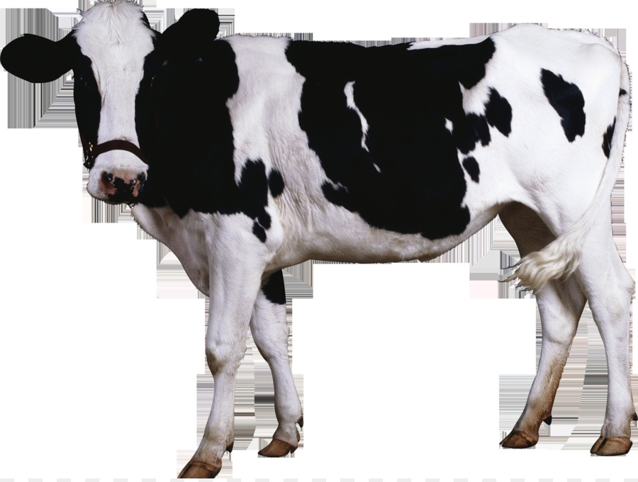 Sapi Holstein，Sapi PNG