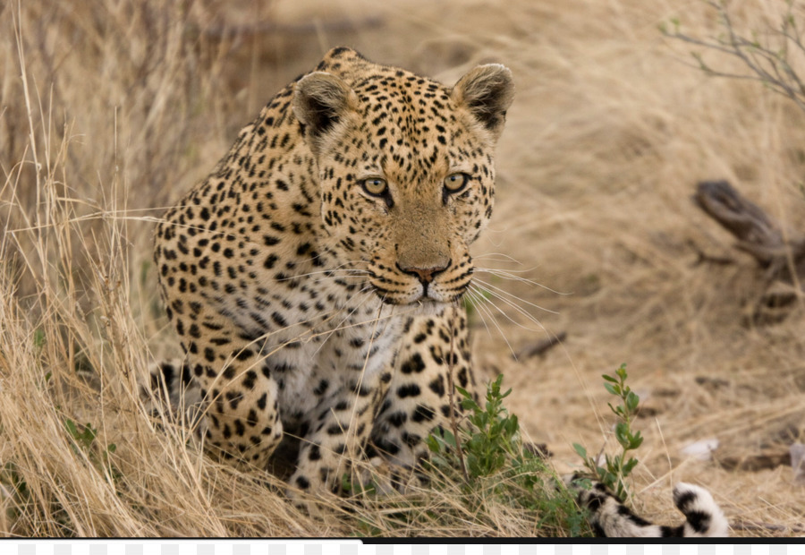 Macan Tutul，Felidae PNG