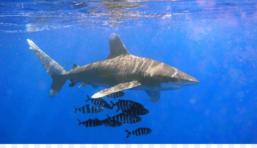 Kelautan Whitetip Hiu，Hiu PNG