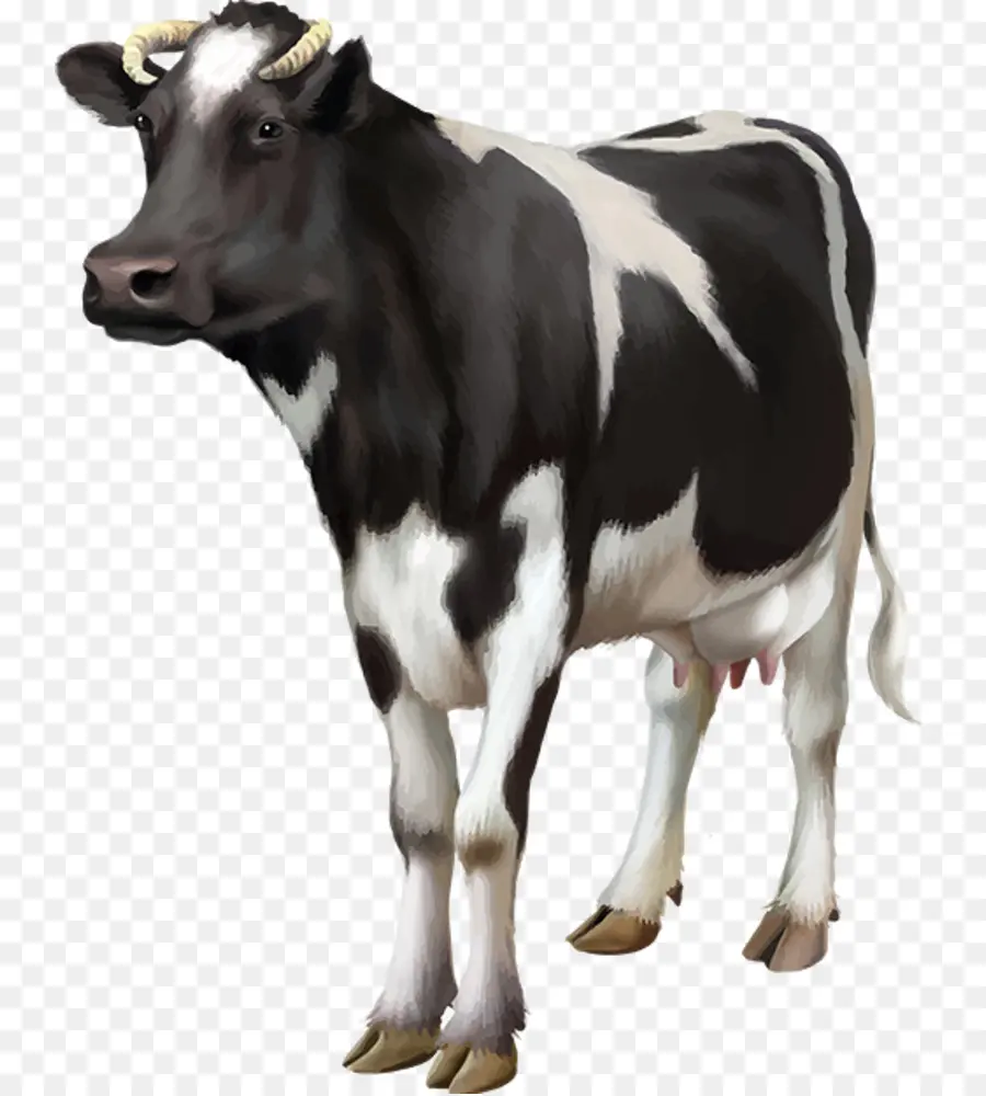 Holstein Friesian Ternak，Susu PNG