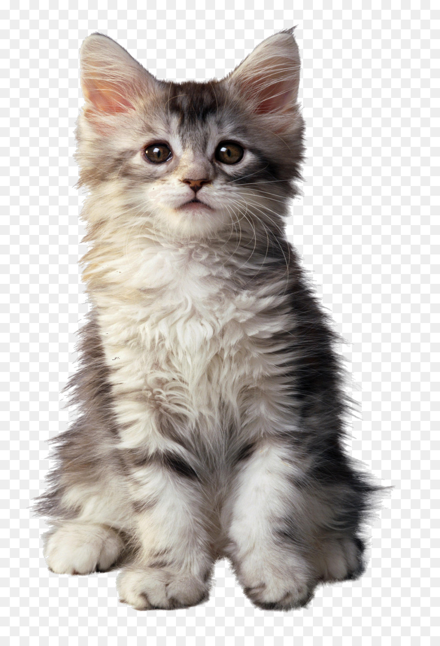 Anak Kucing Kecil Yang Lucu，Kucing PNG