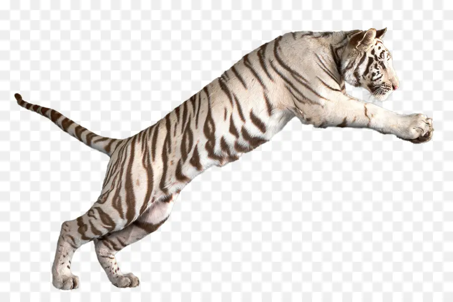 Harimau Benggala，Harimau Putih PNG