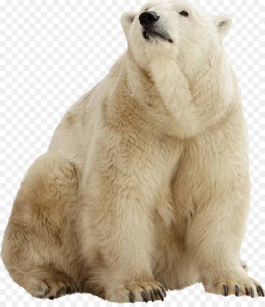 Beruang Kutub，Beruang Coklat PNG