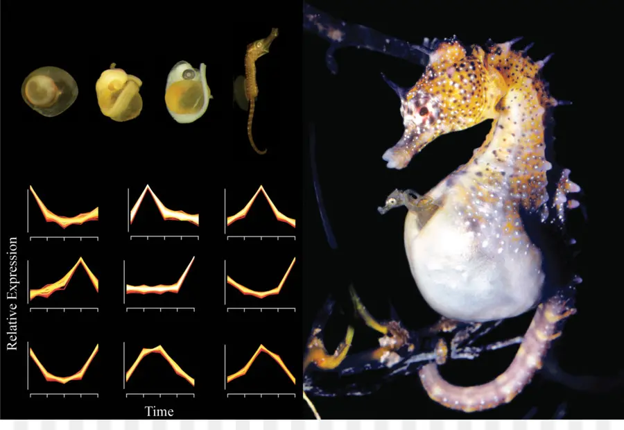 Siklus Hidup Kuda Laut，Biologi Kelautan PNG