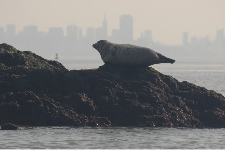 San Francisco，Moss Landing Kelautan Laboratorium PNG