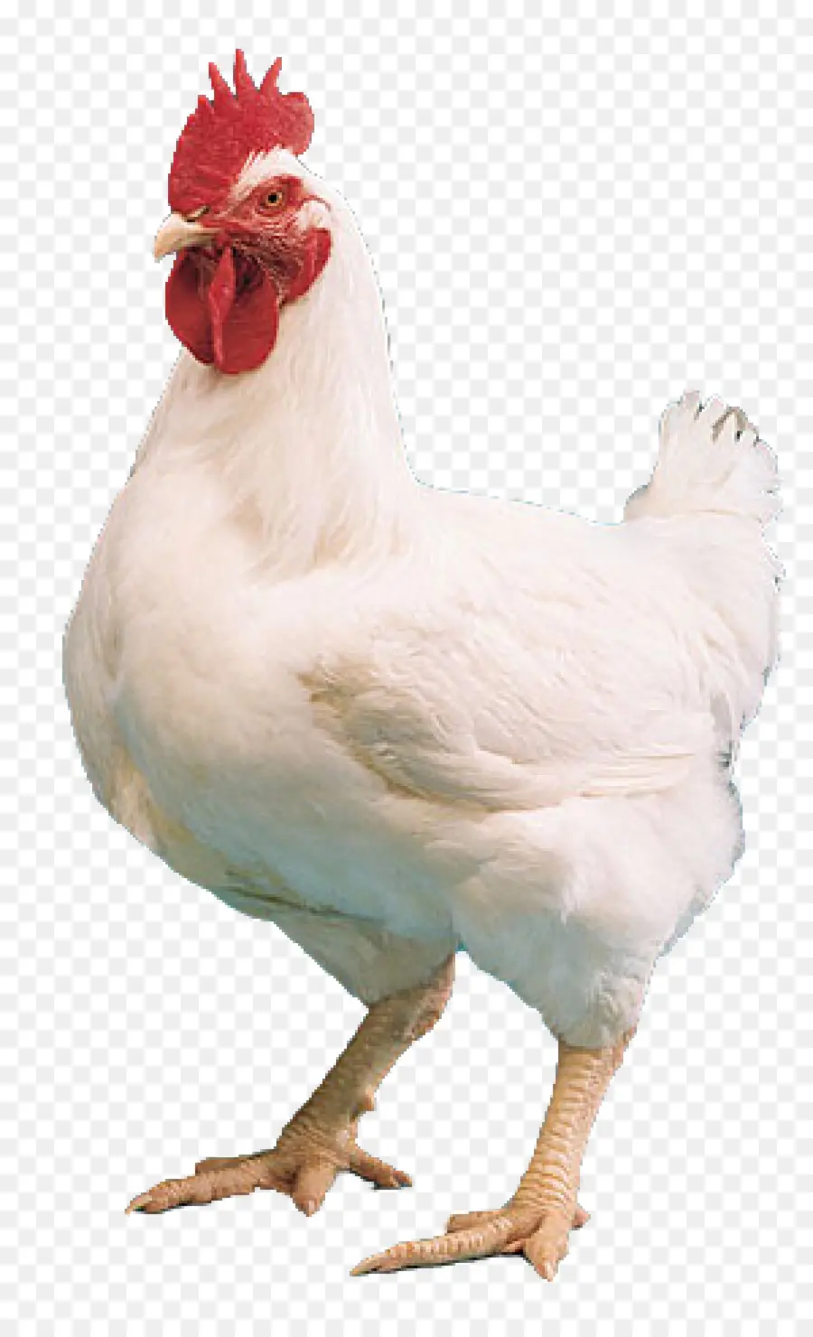 Cornish Ayam，Kuroiler PNG