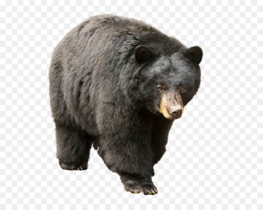 Beruang，Tante Girang PNG