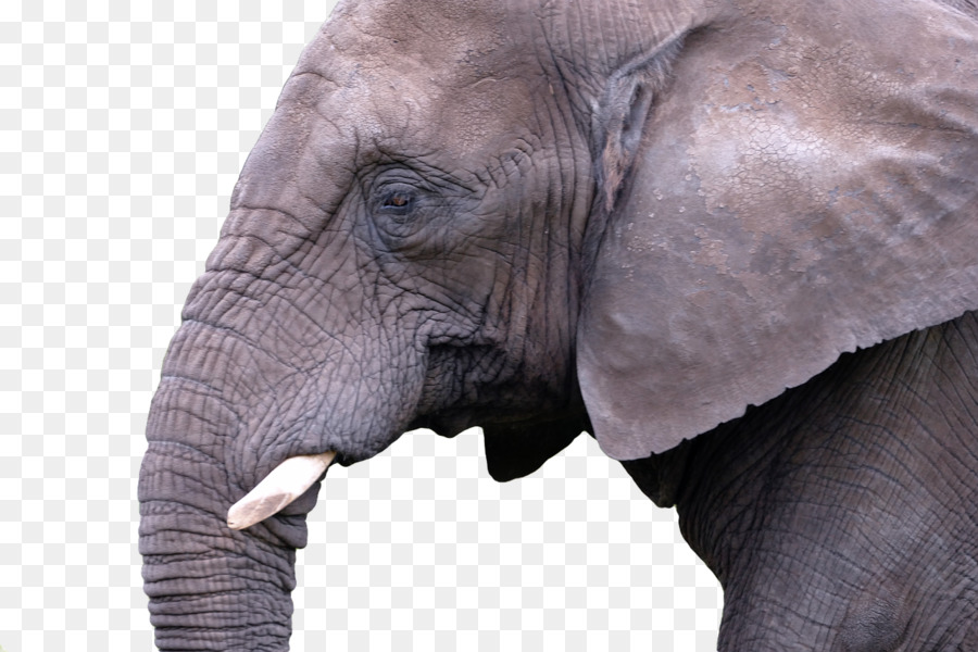 Gajah Asia，Gajah Nature Park PNG