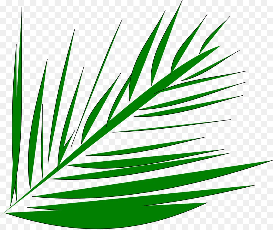 Palmleaf Naskah，Arecaceae PNG