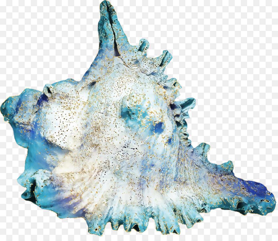 Kerang Laut，Laut PNG