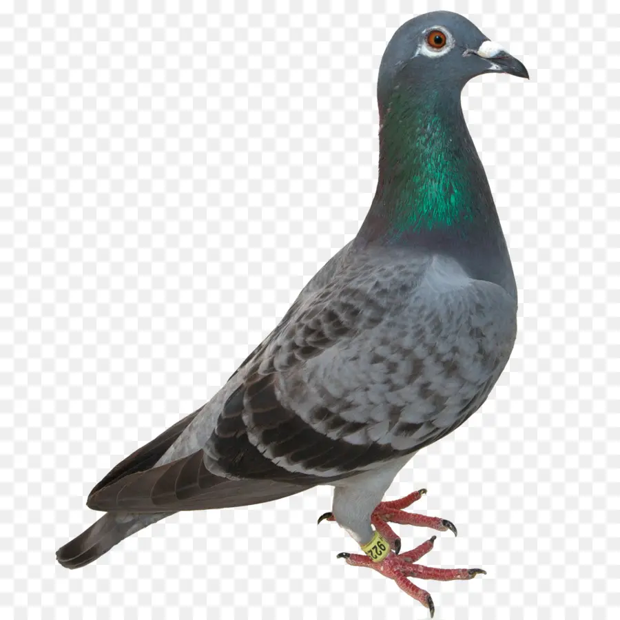 Homing Pigeon，Burung PNG