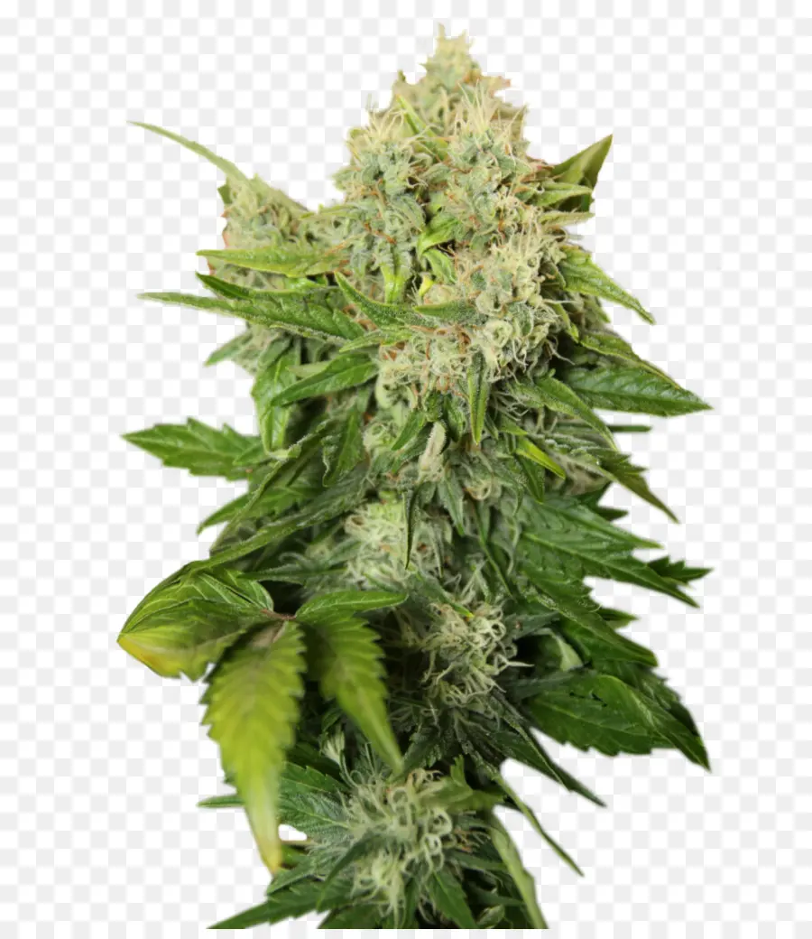 Bud Ganja，Ganja PNG