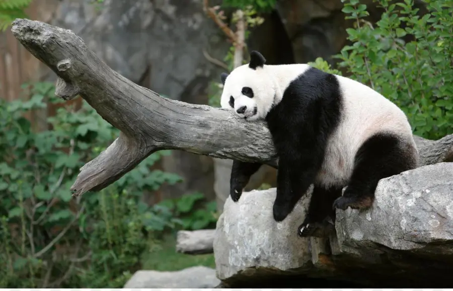 Panda Raksasa，Panda Tinggi PNG