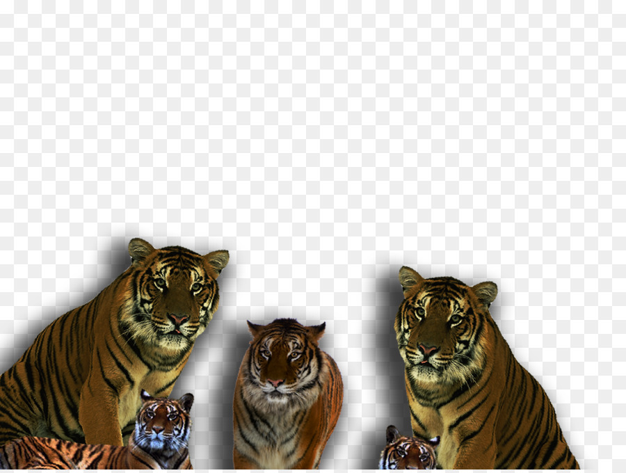 Harimau，Singa PNG