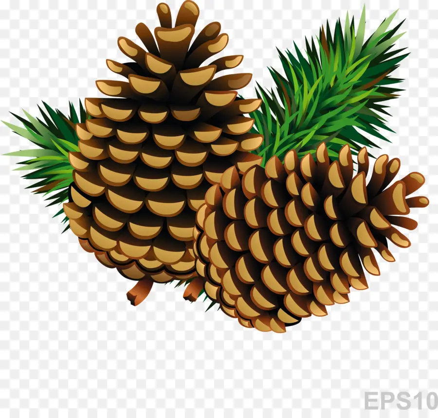 Kerucut Pinus Dengan Cabang，Pinus PNG