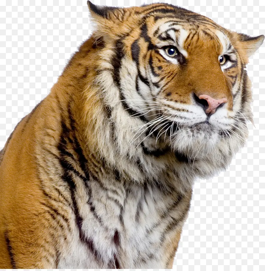 Harimau，Liar PNG