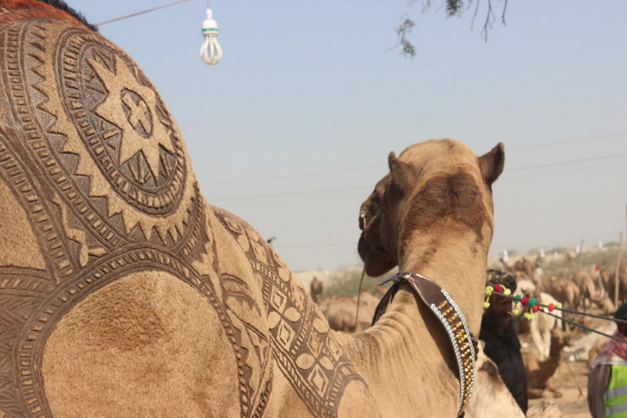 Unta Bactrian，Karachi Sapi Mandi PNG