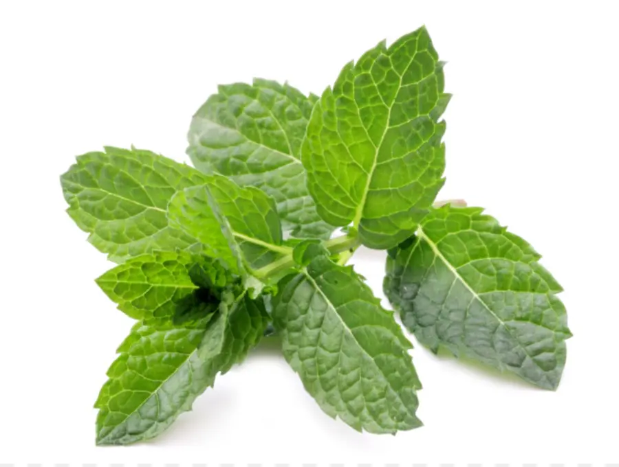 Daun Mint，Herba PNG