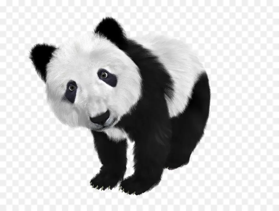 Panda Raksasa，Beruang PNG