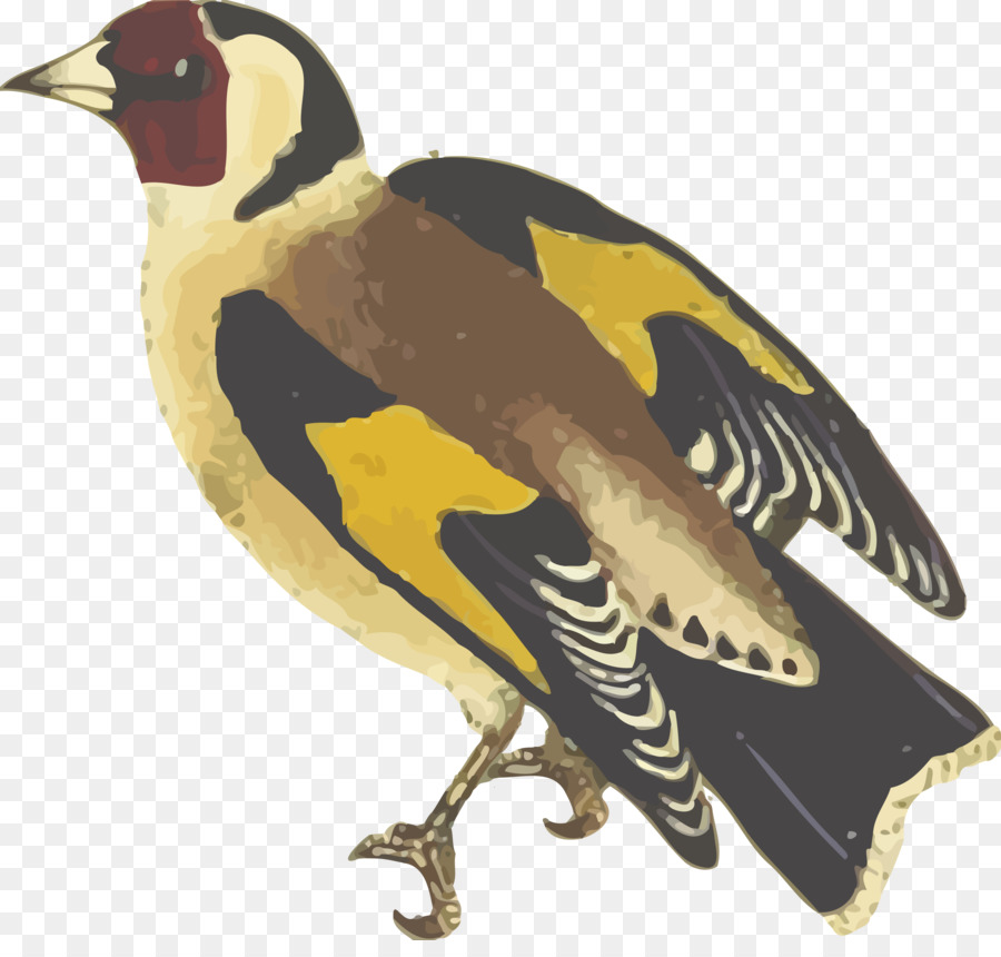 Finch，Burung PNG