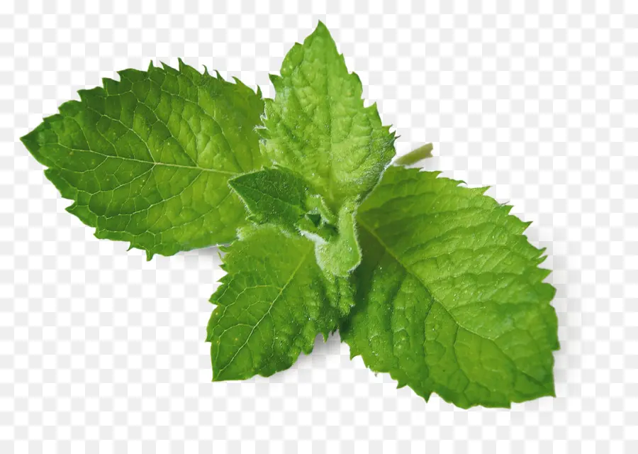 Daun Mint，Herba PNG