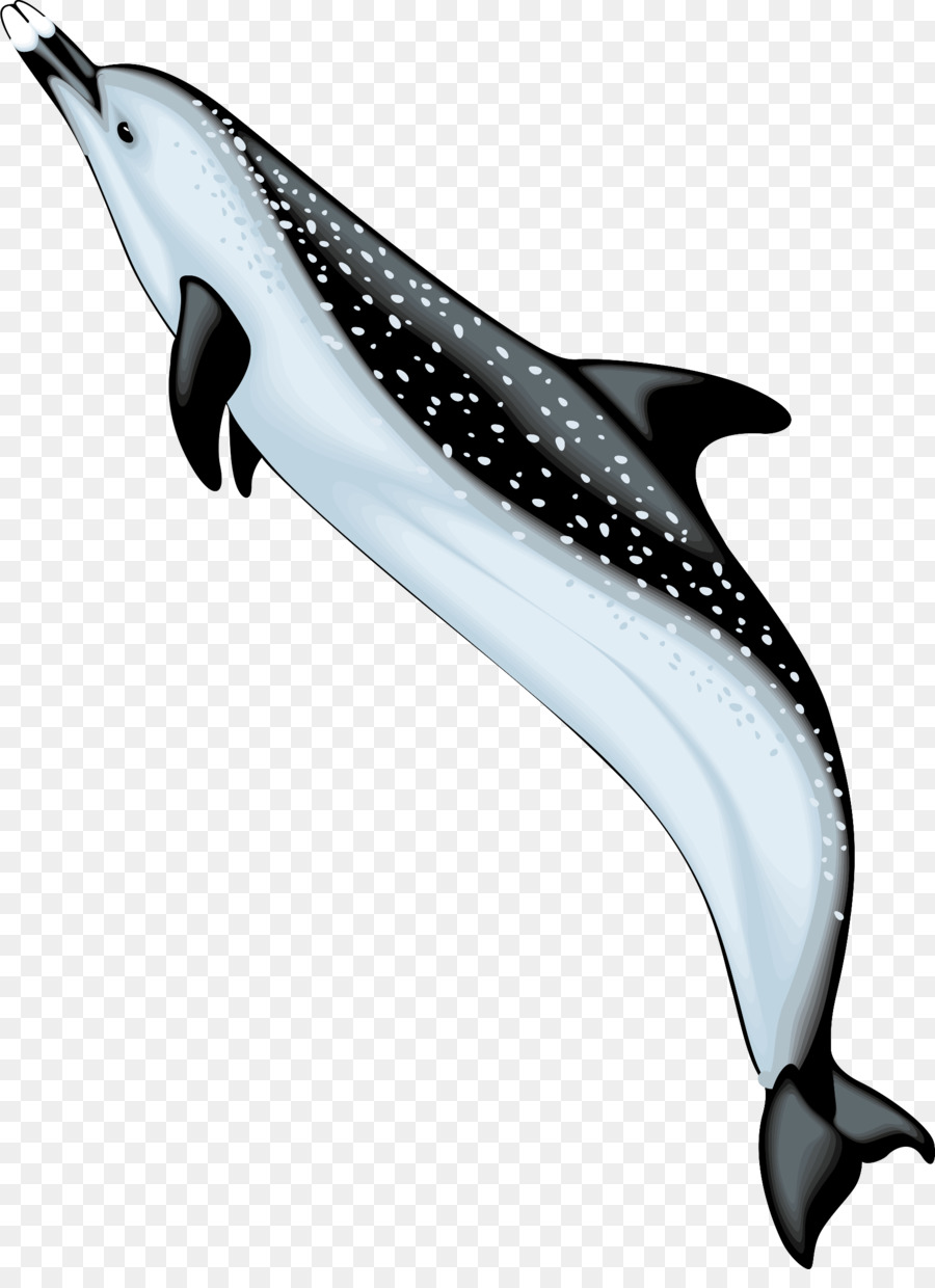 Lumba Lumba Bottlenose，Spinner Dolphin PNG