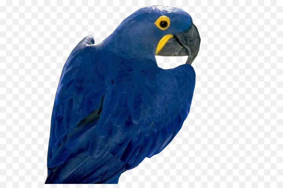 Burung Beo，Macaw PNG