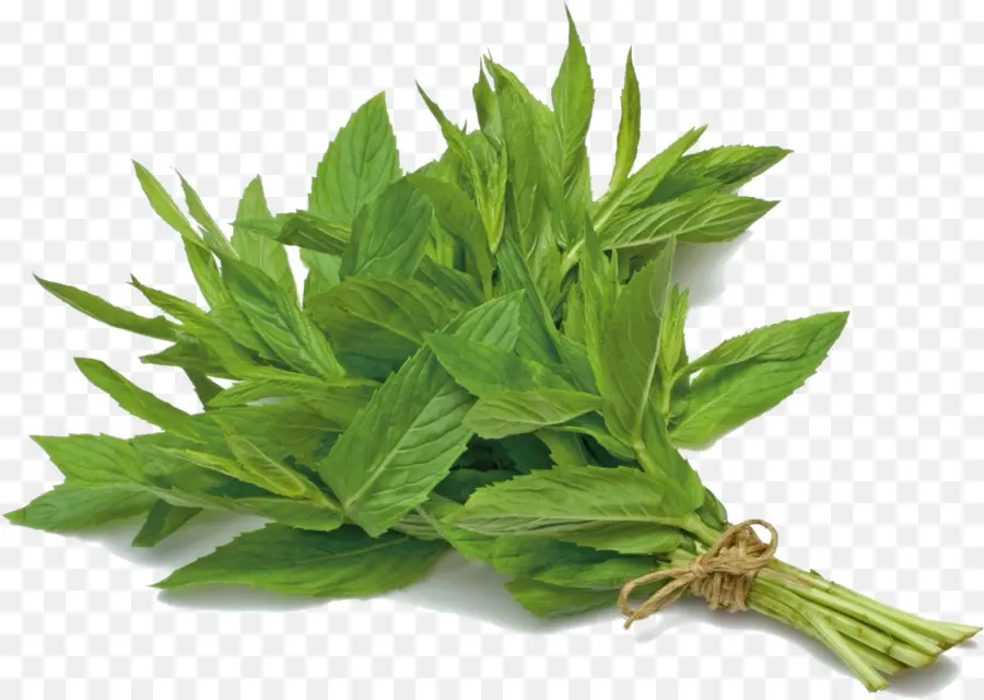 Daun Mint Hijau，Herba PNG