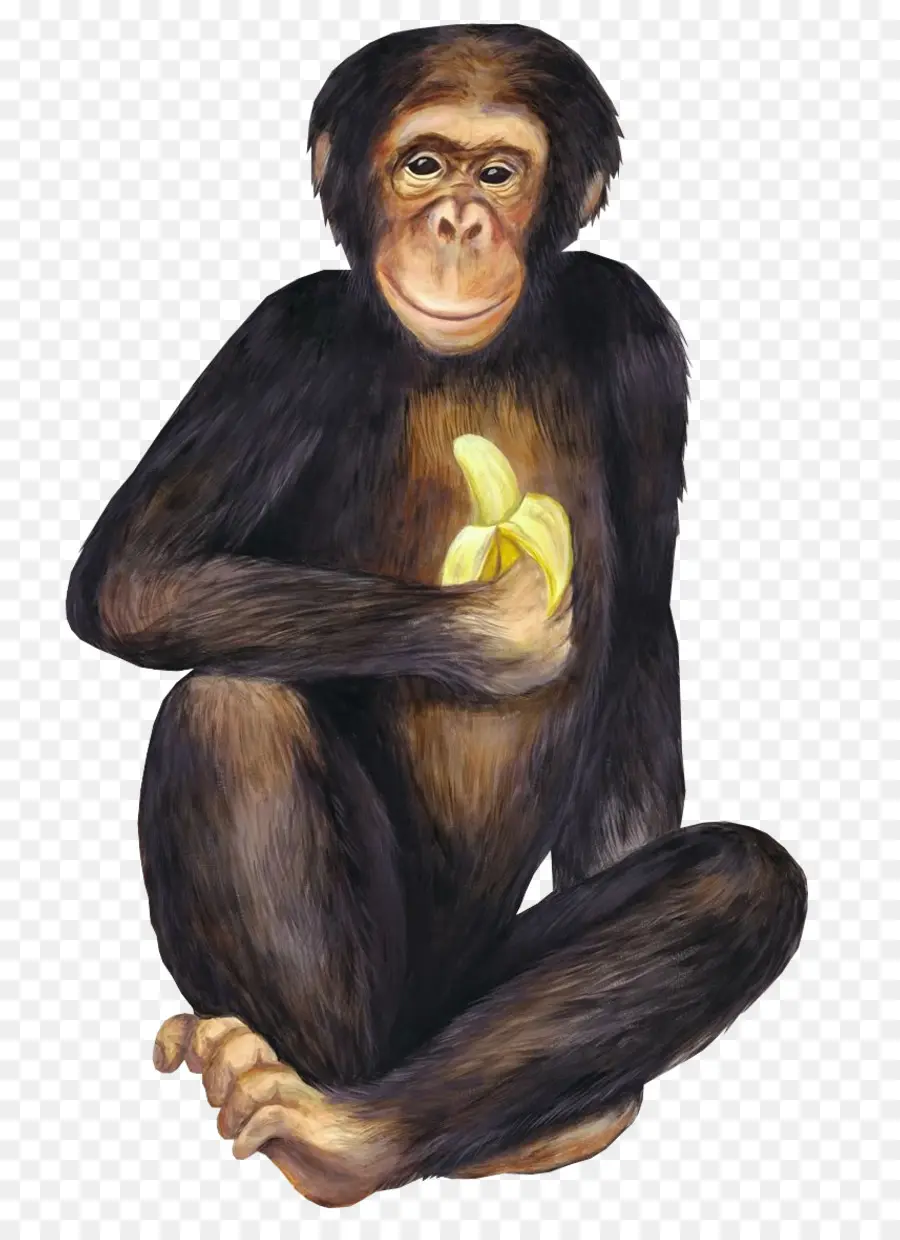 Saus Pisang，Simpanse PNG