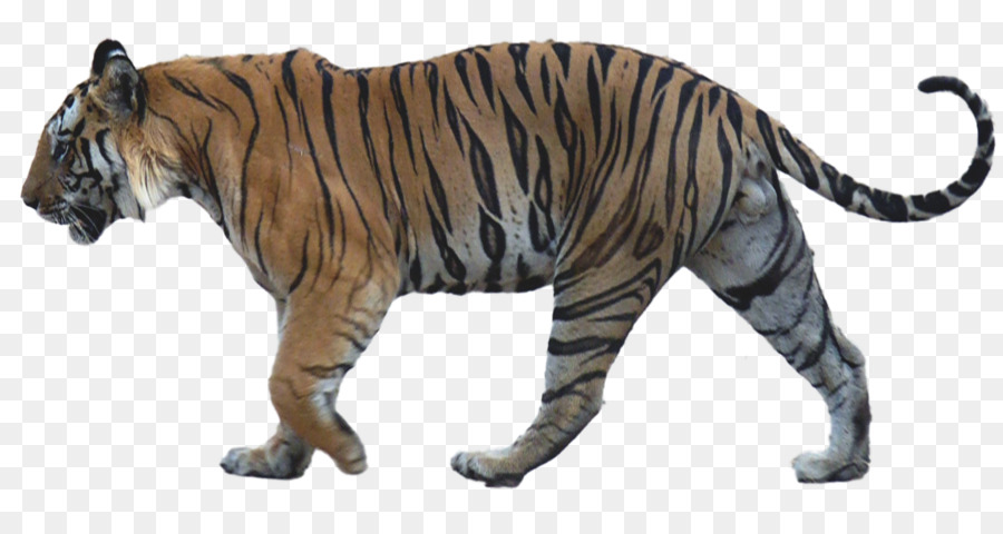 Harimau Putih，Harimau PNG