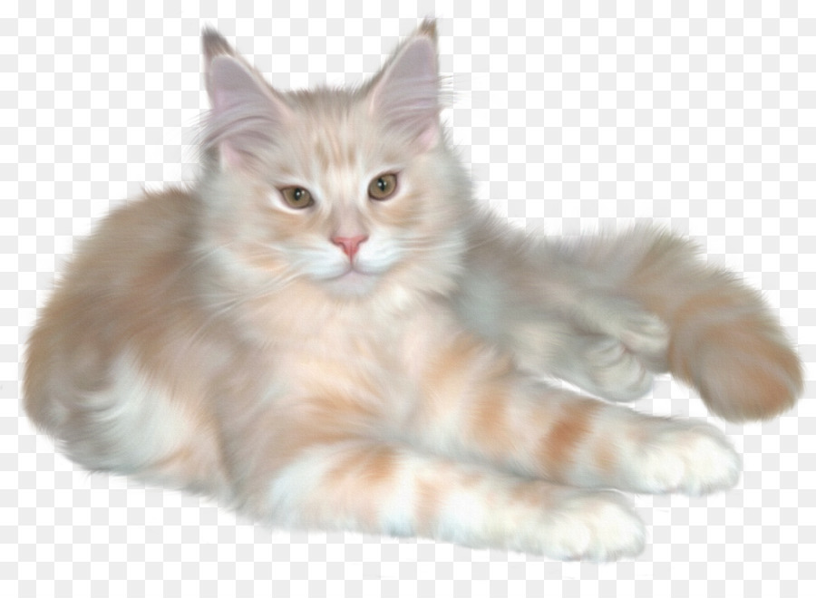 Kucing Persia，Kucing PNG