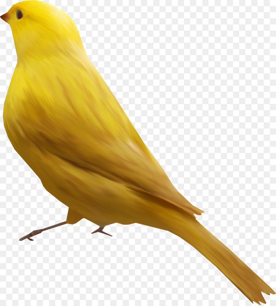 Burung