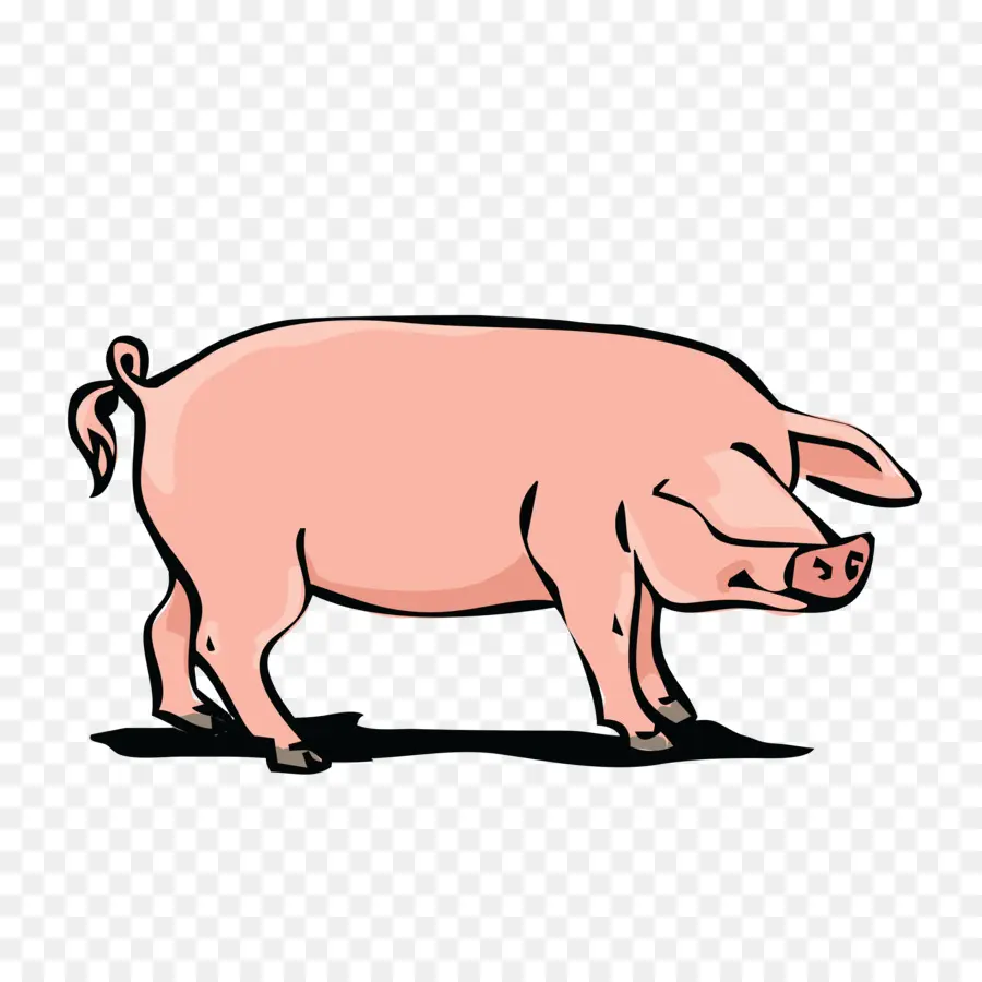 Babi，Peternakan PNG