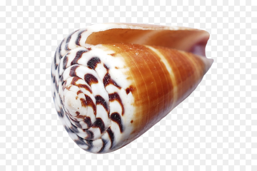 Kerang，Moluska PNG