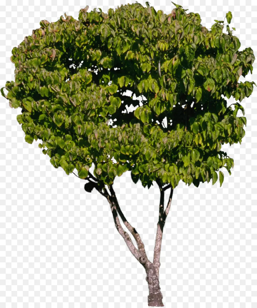 Pohon，Semak PNG