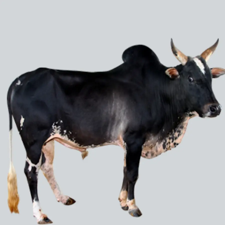 Sapi，Hitam PNG