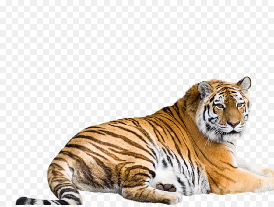 Harimau Siberia，Harimau Benggala PNG