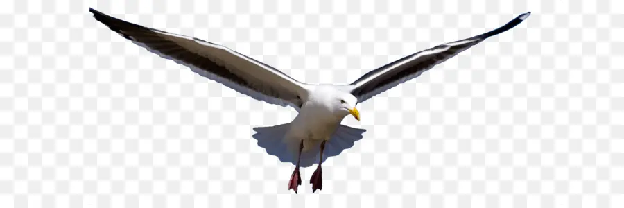 Eropa Herring Gull，Besar Blackbacked Camar PNG