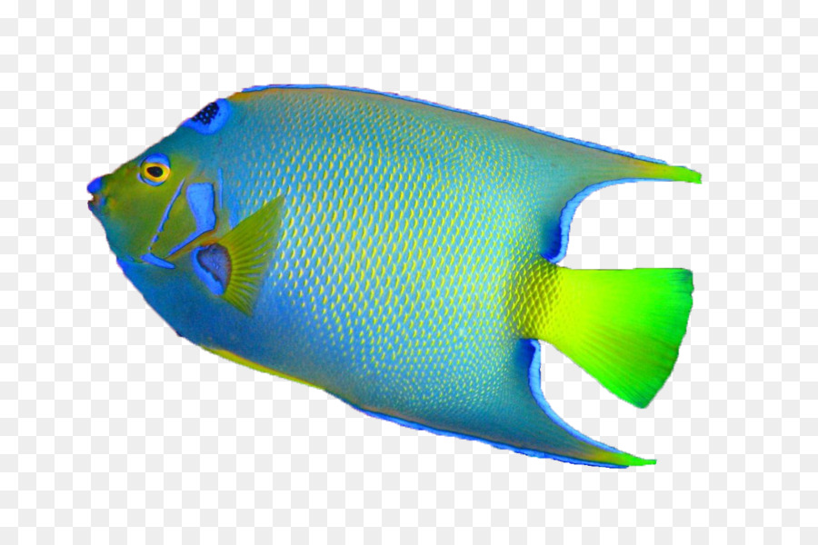 Ikan Berwarna Warni，Laut PNG