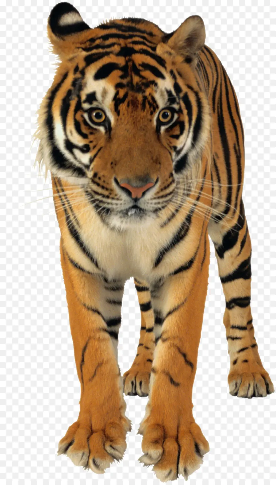 Anak Harimau，Bergaris PNG