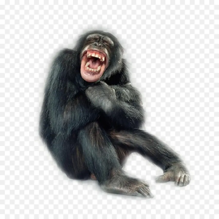 Primata，Monyet Potret PNG