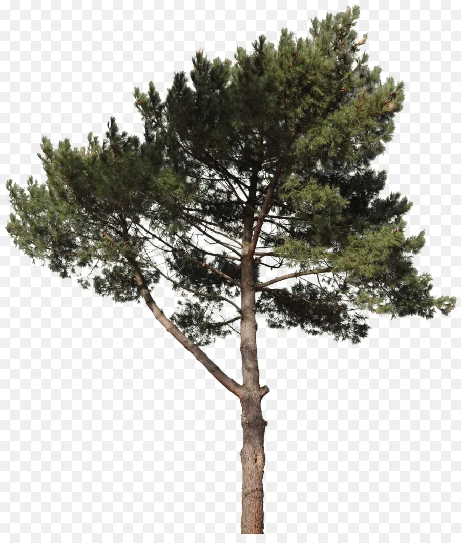 Pinus，Cemara PNG