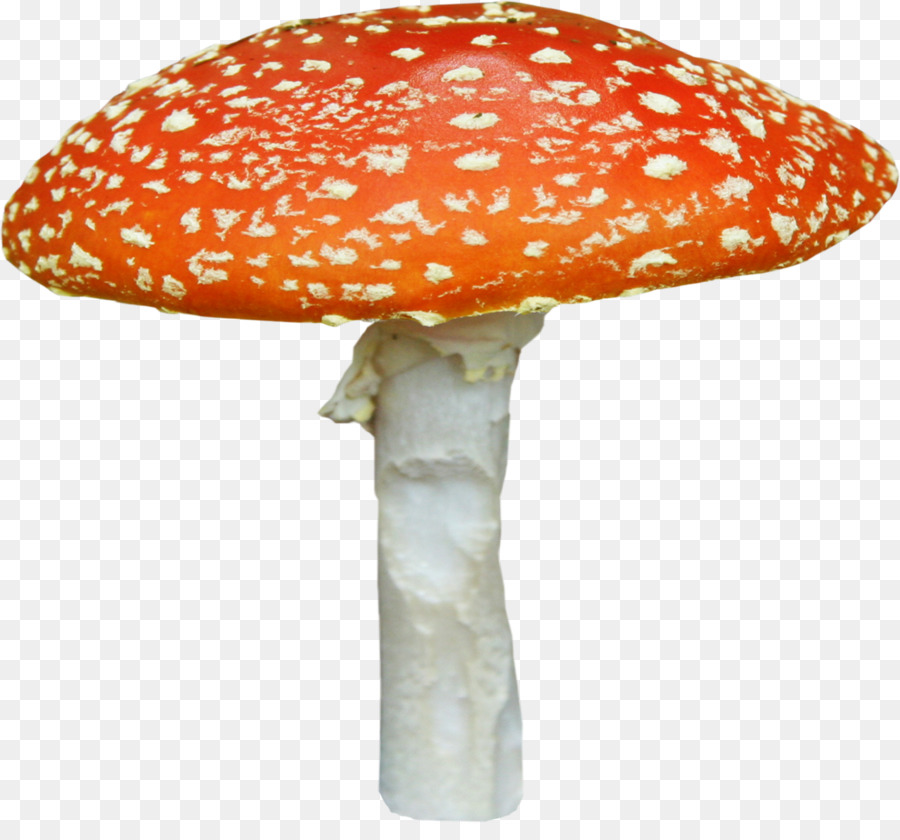 Jamur，Amanita PNG