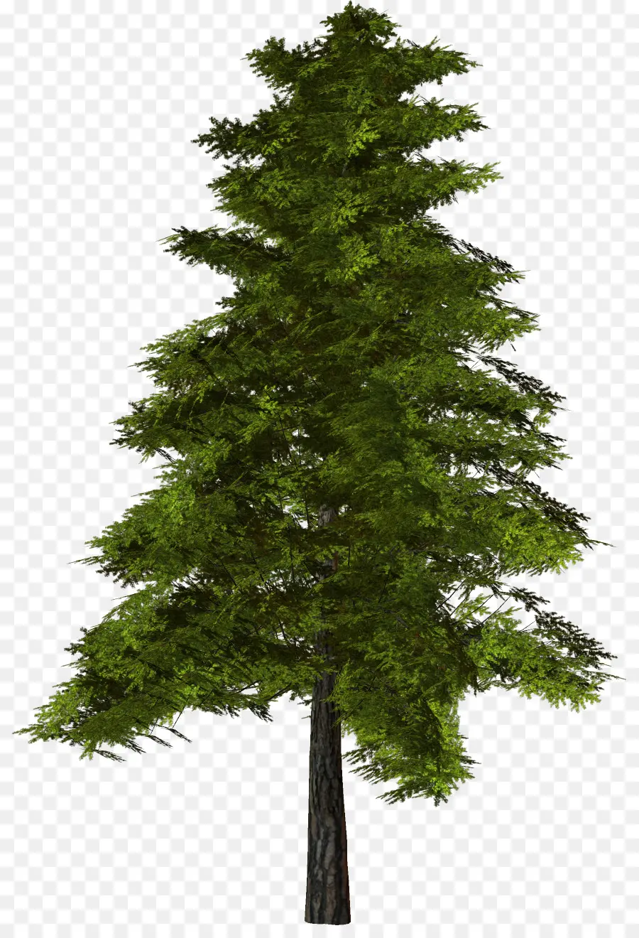 Pohon，Pinus PNG