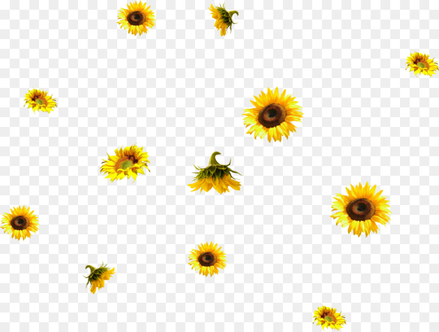 Bunga Kuning，Dandelion PNG