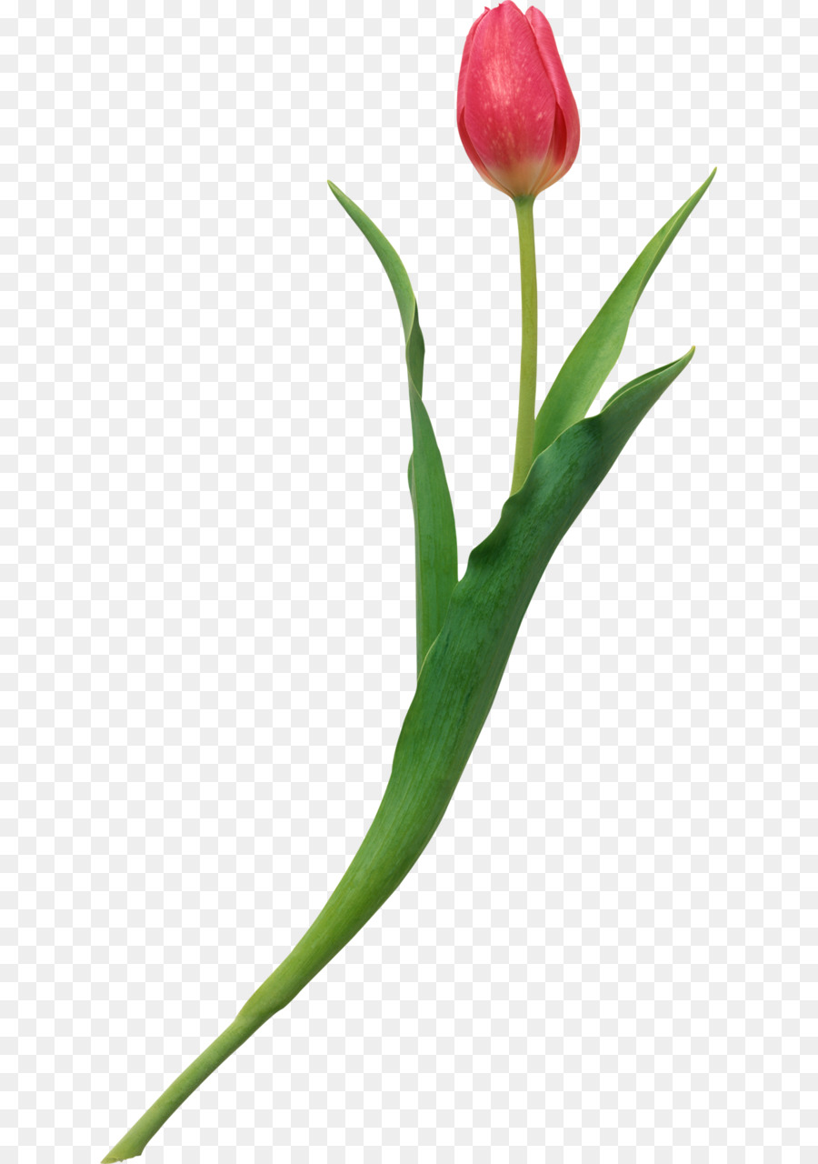 Tulip Merah，Tangkai PNG