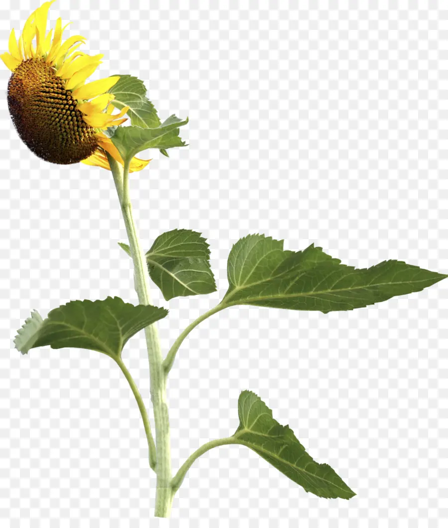 Umum Bunga Matahari，Biji Bunga Matahari PNG